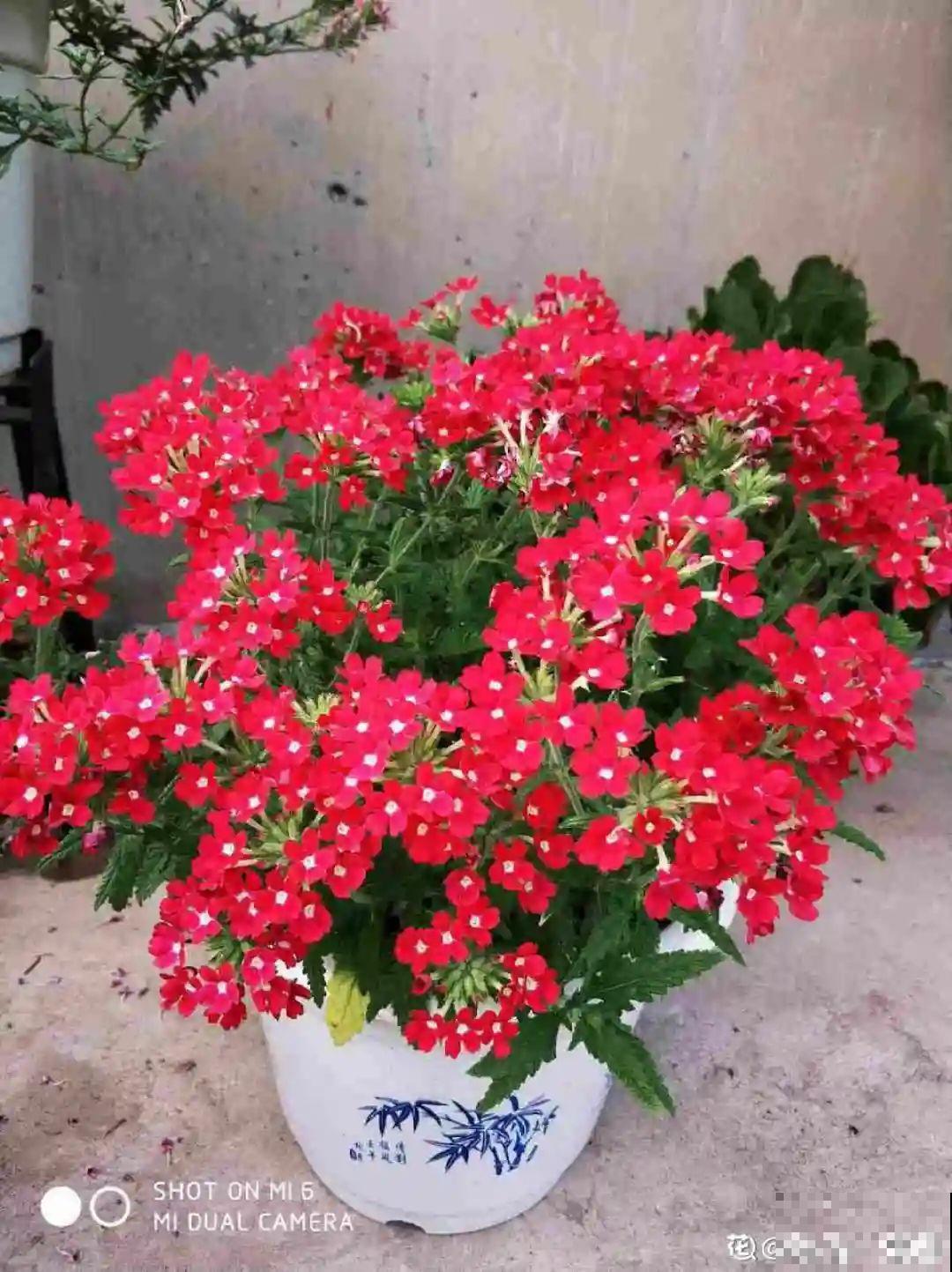 8种花一开就泛滥,个个爆成大花球,一年能开4、5次! 8种花一开就泛滥,个个爆成大花球,一年能开4、5次!