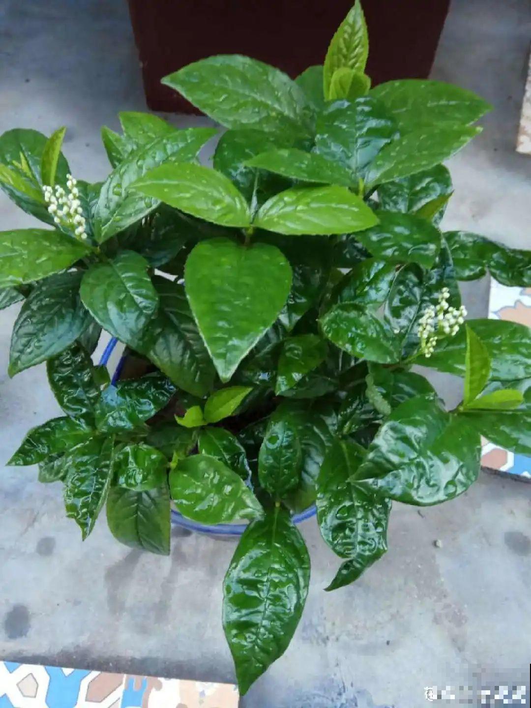 家里养盆香水花,满屋子飘香,还能净化空气 家里养盆香水花,满屋子飘香,还能净化空气