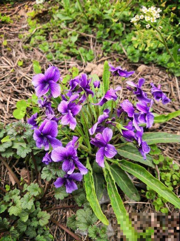 春天的野外,真是惊喜多多,花和土壤一样都不少 春天的野外,真是惊喜多多,花和土壤一样都不少