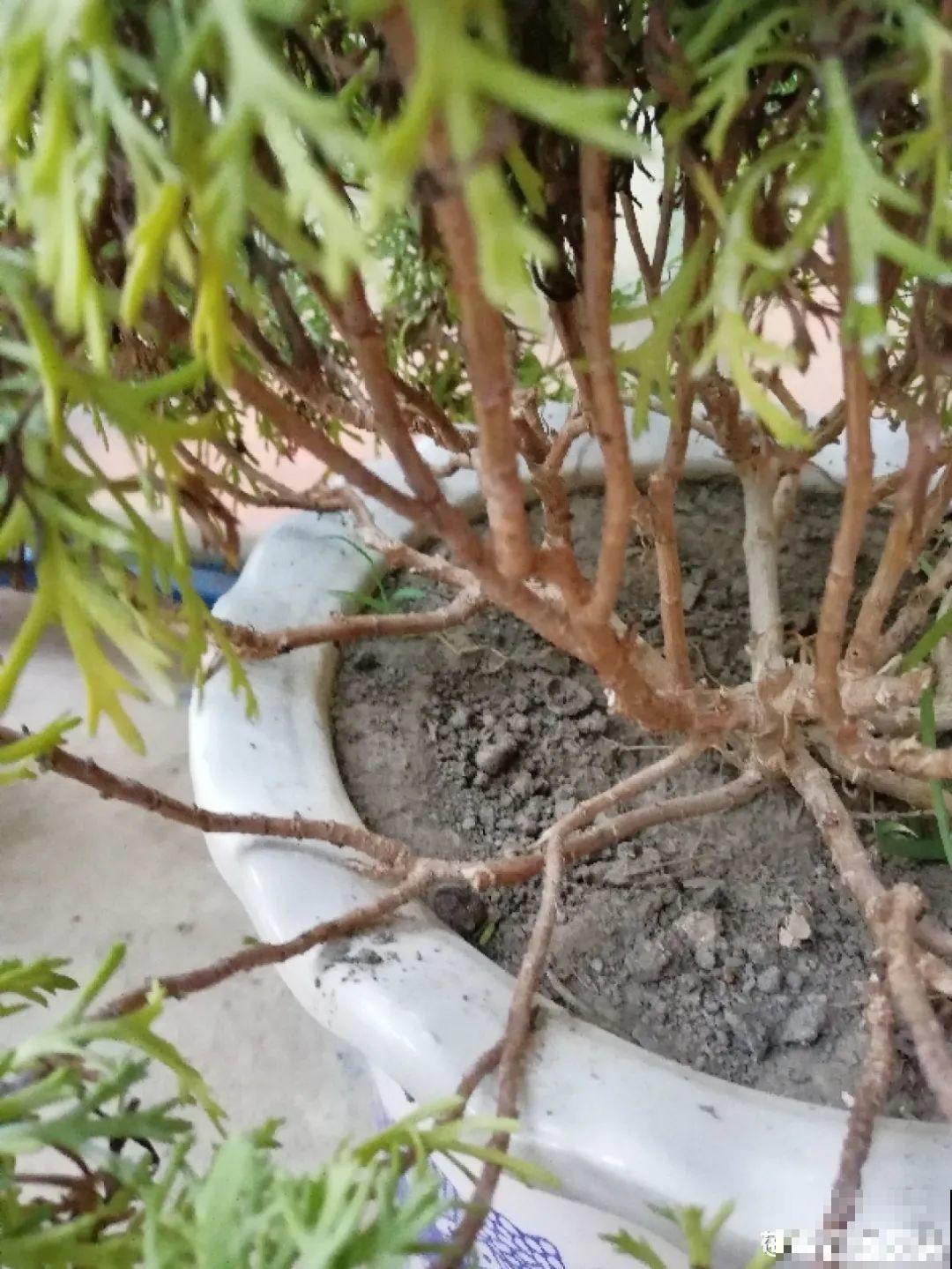 天热了,8种花要休眠,要少浇水 天热了,8种花要休眠,要少浇水