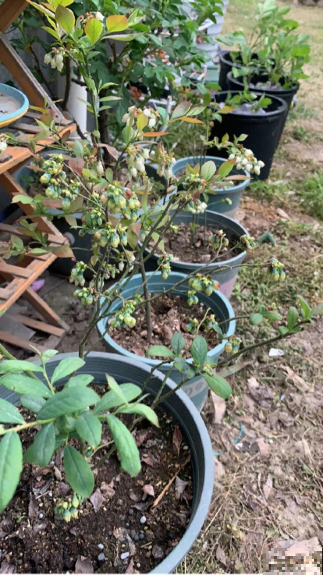 蓝莓自己在家也能种，果子结的一串串，营养价值特高