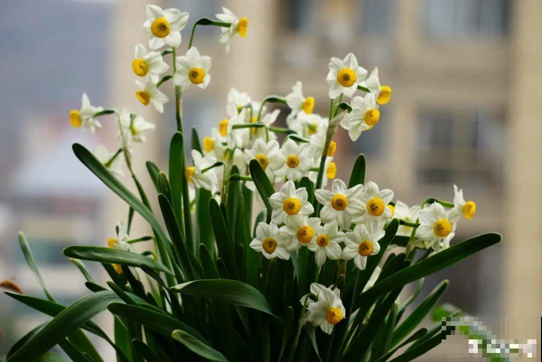 长寿开花后，要好好修剪，很快冒新芽