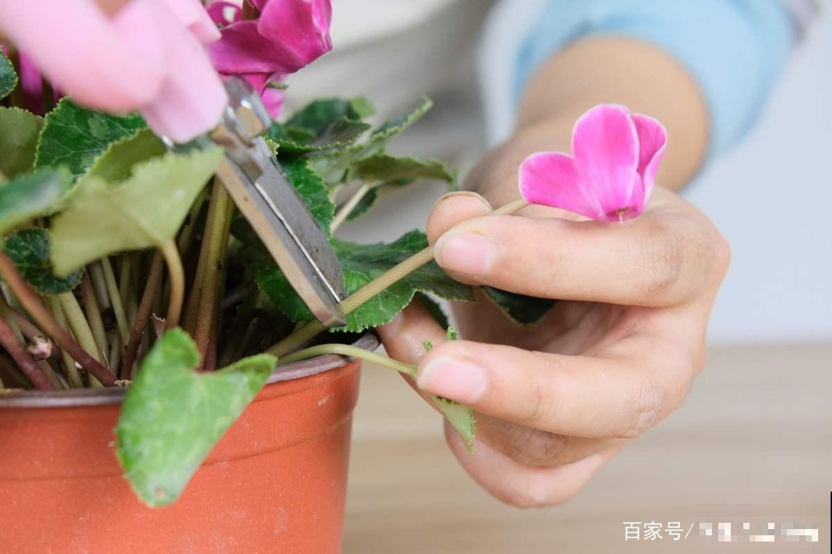 这6种修剪和清洁植物的方法，掌握了，家里花草干净长势好！