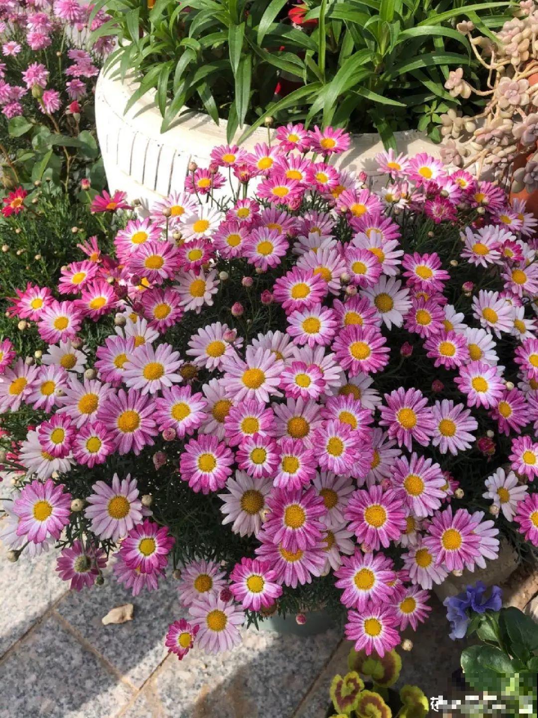 夏天修剪要下狠手,剪得越狠越爆盆,多晒长成大花球 夏天修剪要下狠手,剪得越狠越爆盆,多晒长成大花球