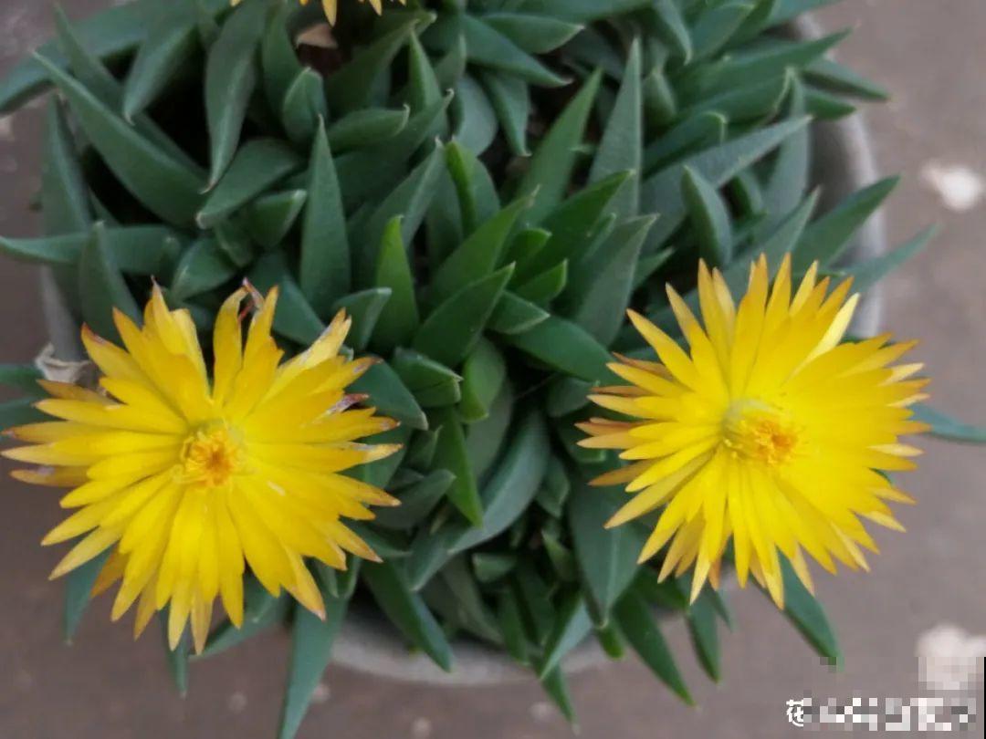 多肉开花不常见，但是颜值还挺高，你会不会剪掉？