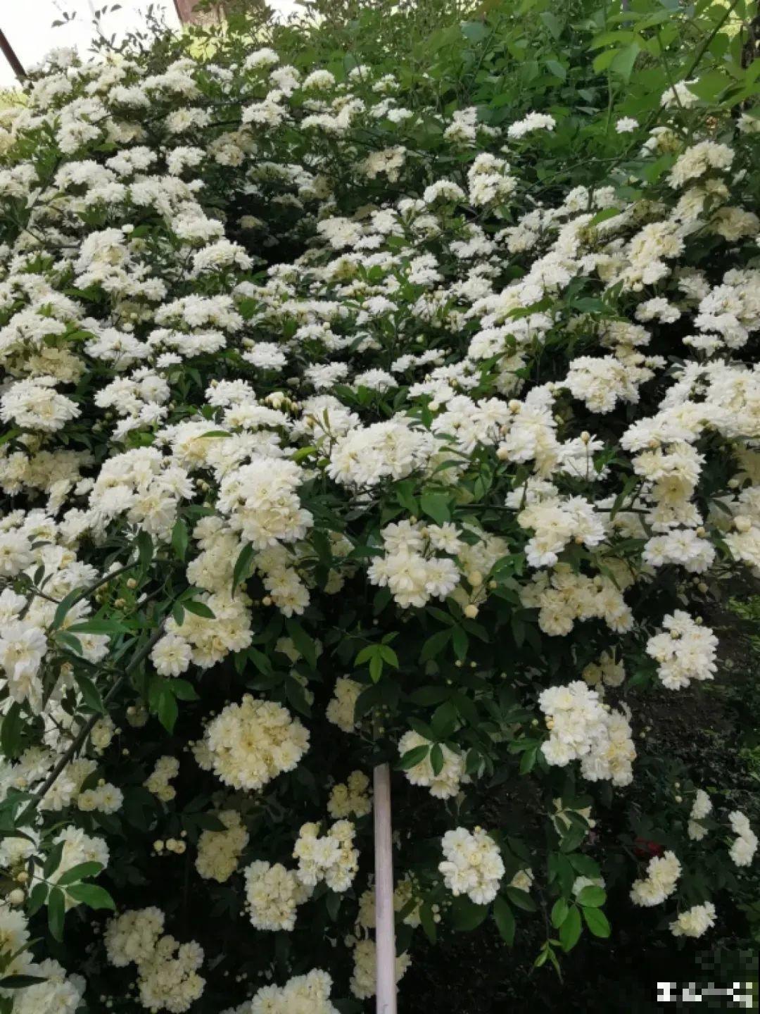 地里种棵木香花，2个月爬成一面花墙，开成花瀑布！