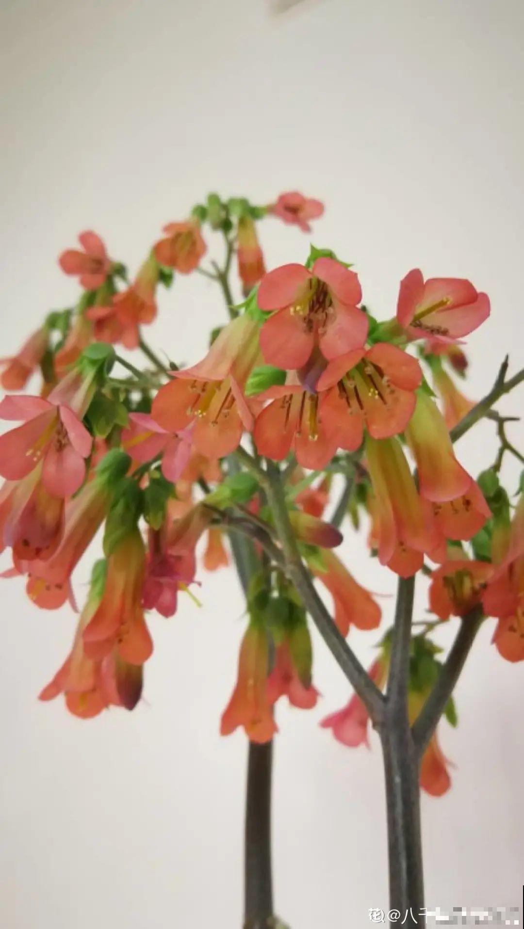 多肉开花不常见，但是颜值还挺高，你会不会剪掉？