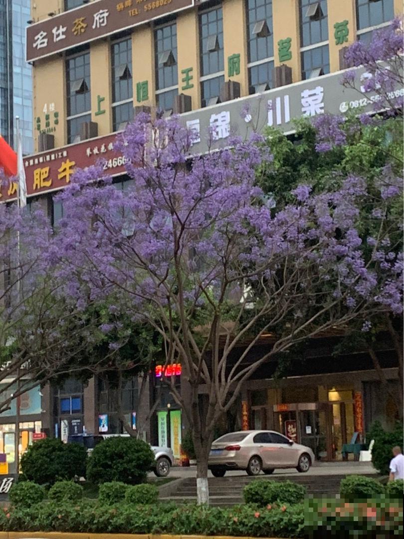 路边的树一开花,简直美翻了,远看像是蓝色的“雾” 路边的树一开花,简直美翻了,远看像是蓝色的“雾”