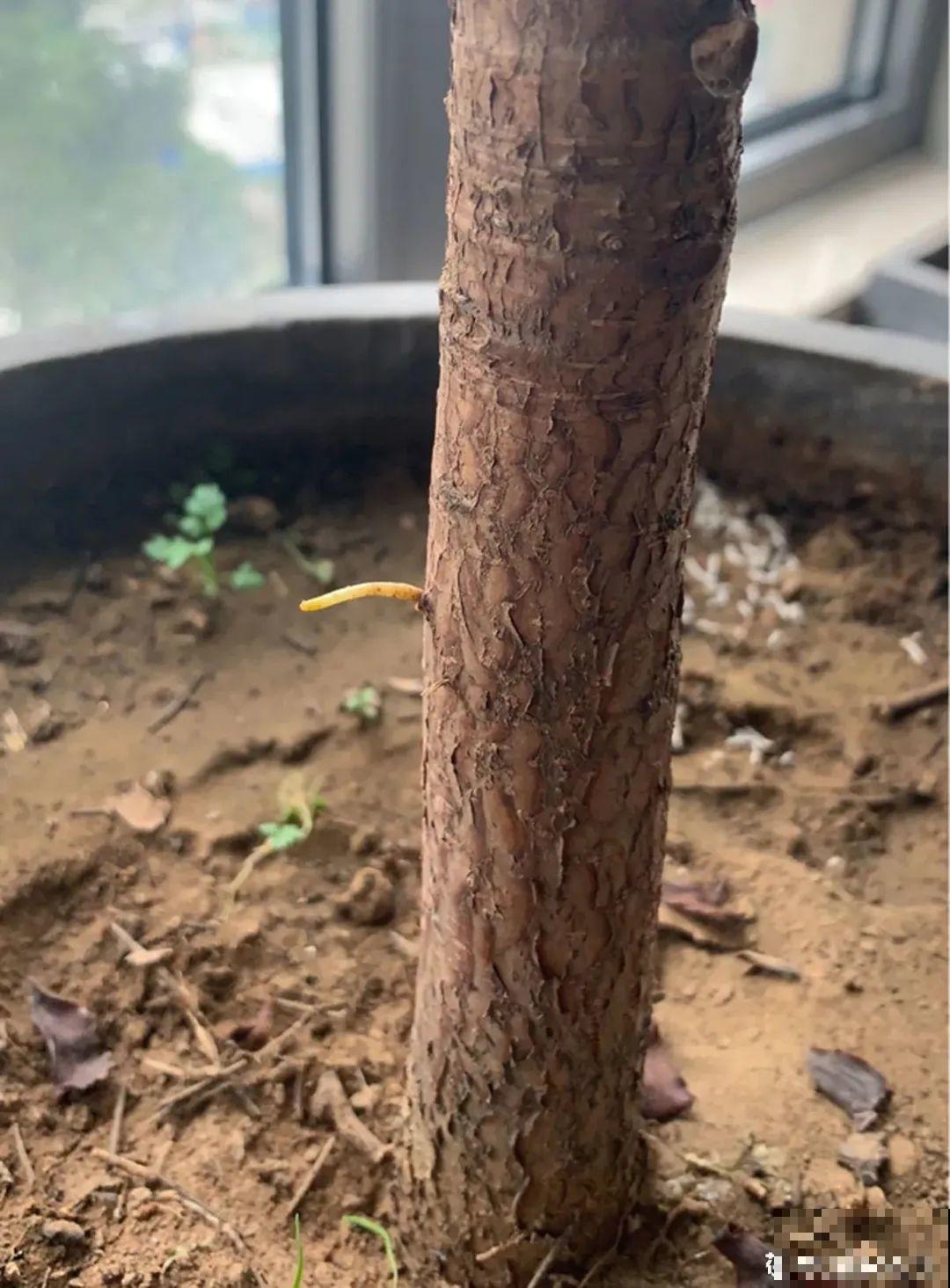 公认的难养花，买一盆死一盆，原来是被动了手脚…