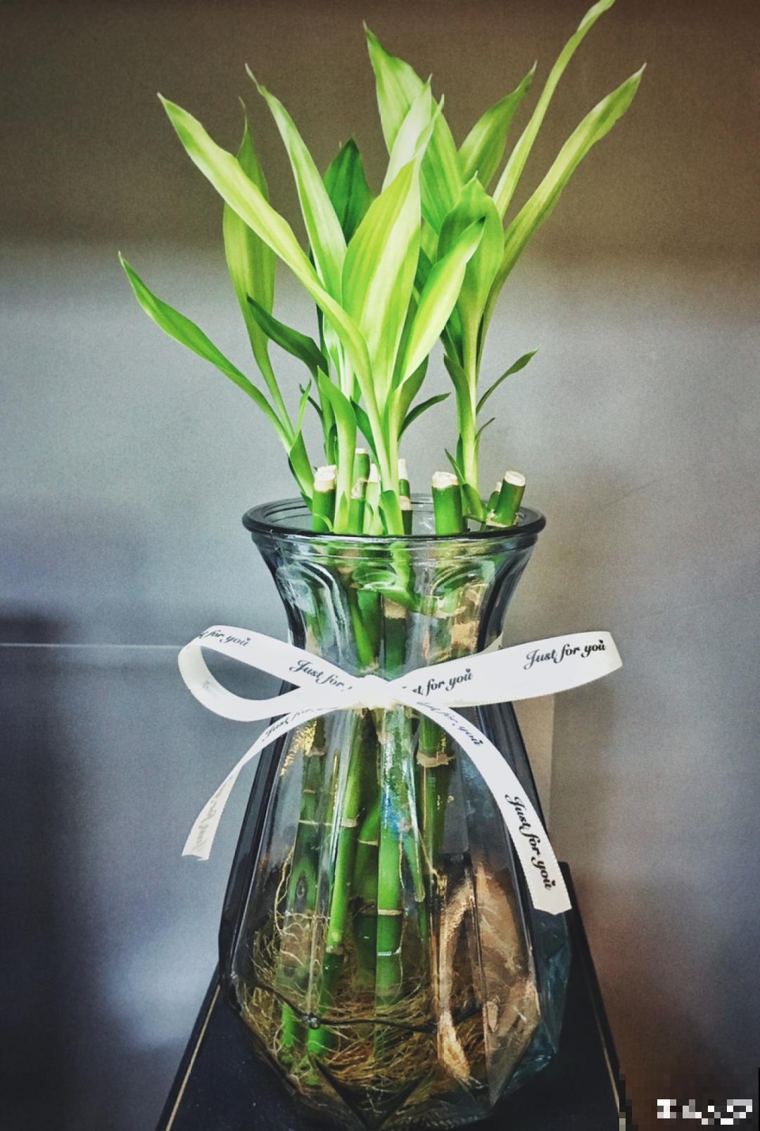 6种花夏天扦插,枝条剁8段、撒土里,3岁小孩都能插活! 6种花夏天扦插,枝条剁8段、撒土里,3岁小孩都能插活!