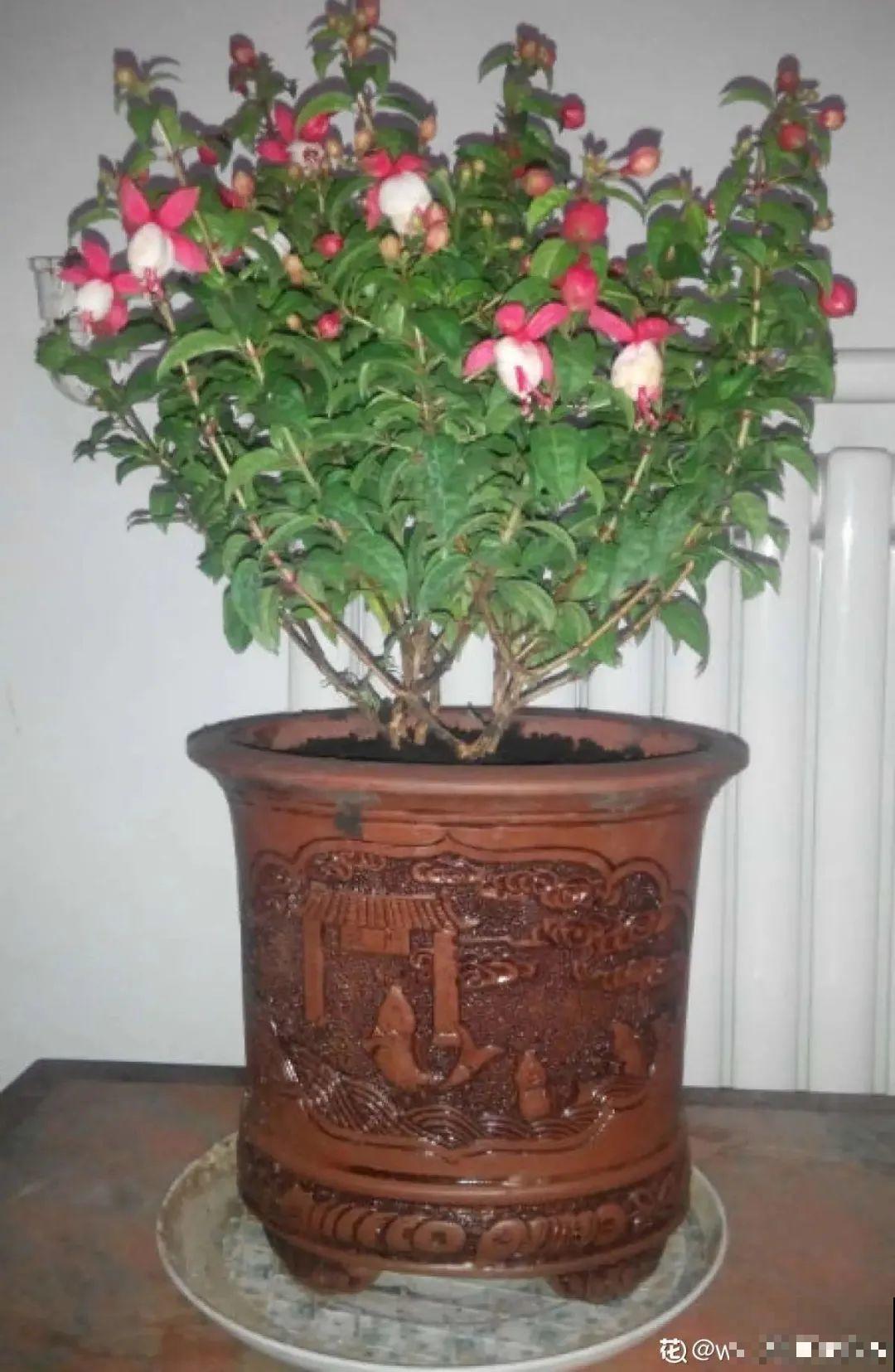 天热了,8种花要休眠,要少浇水 天热了,8种花要休眠,要少浇水