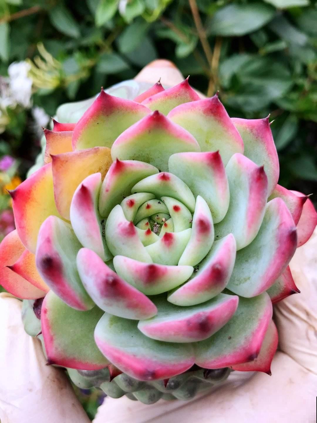 夏天多肉大甩卖，现在购买，是最佳时机吗？