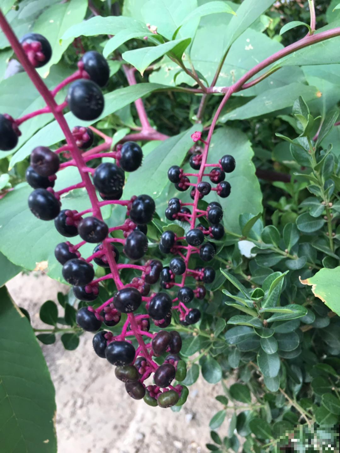 入侵植物太可怕，周围的草全被缠死，谨慎养护