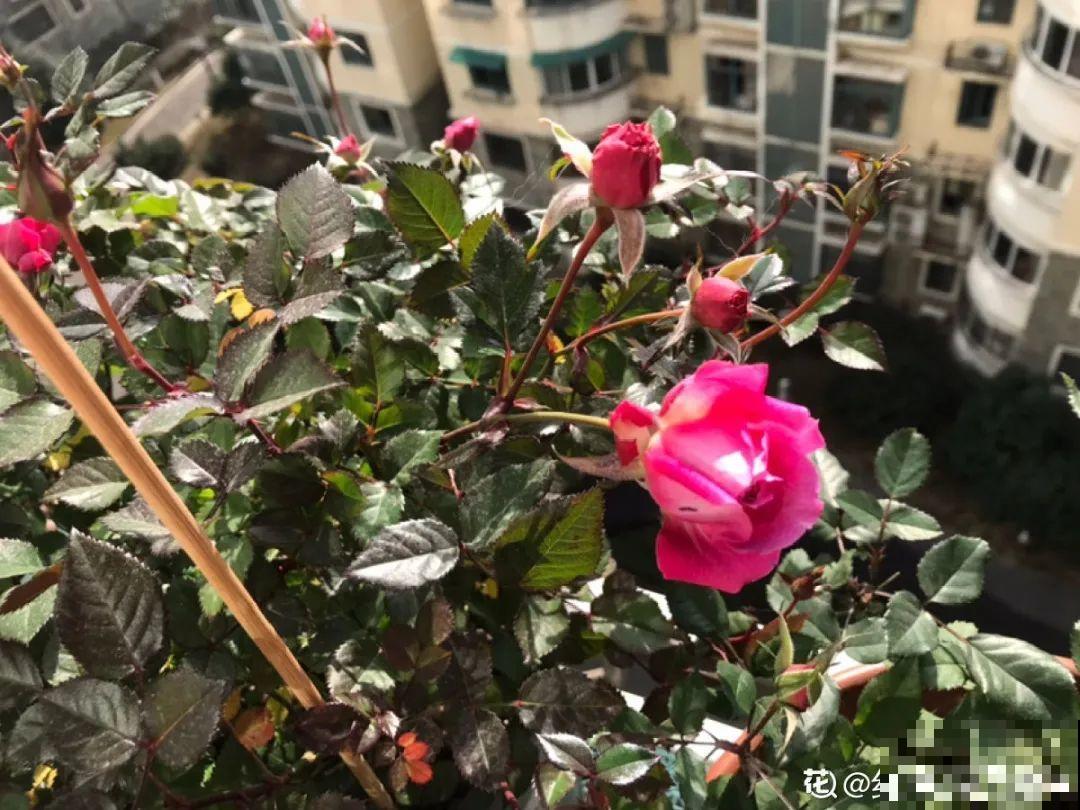 春天养太阳花,猛晒太阳才开花,扦插特好活 春天养太阳花,猛晒太阳才开花,扦插特好活