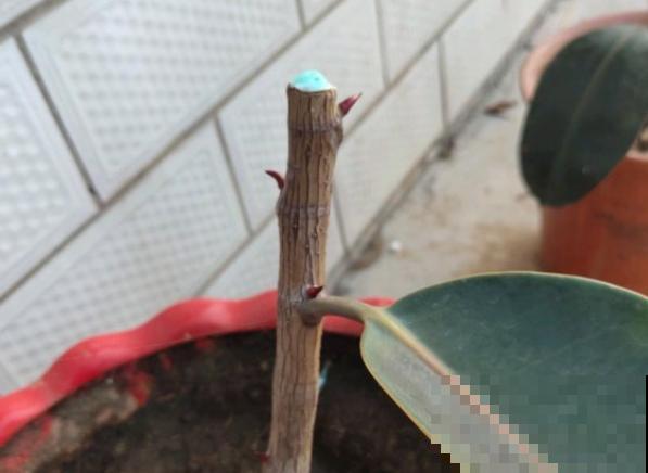 7种花要赶紧砍头,一头变多头,长得是真旺 7种花要赶紧砍头,一头变多头,长得是真旺