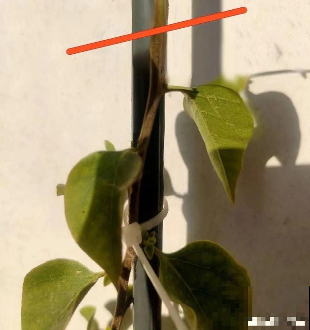 三角梅长不好?赶紧给它摘叶子,摘得越干净,长得越好 三角梅长不好?赶紧给它摘叶子,摘得越干净,长得越好