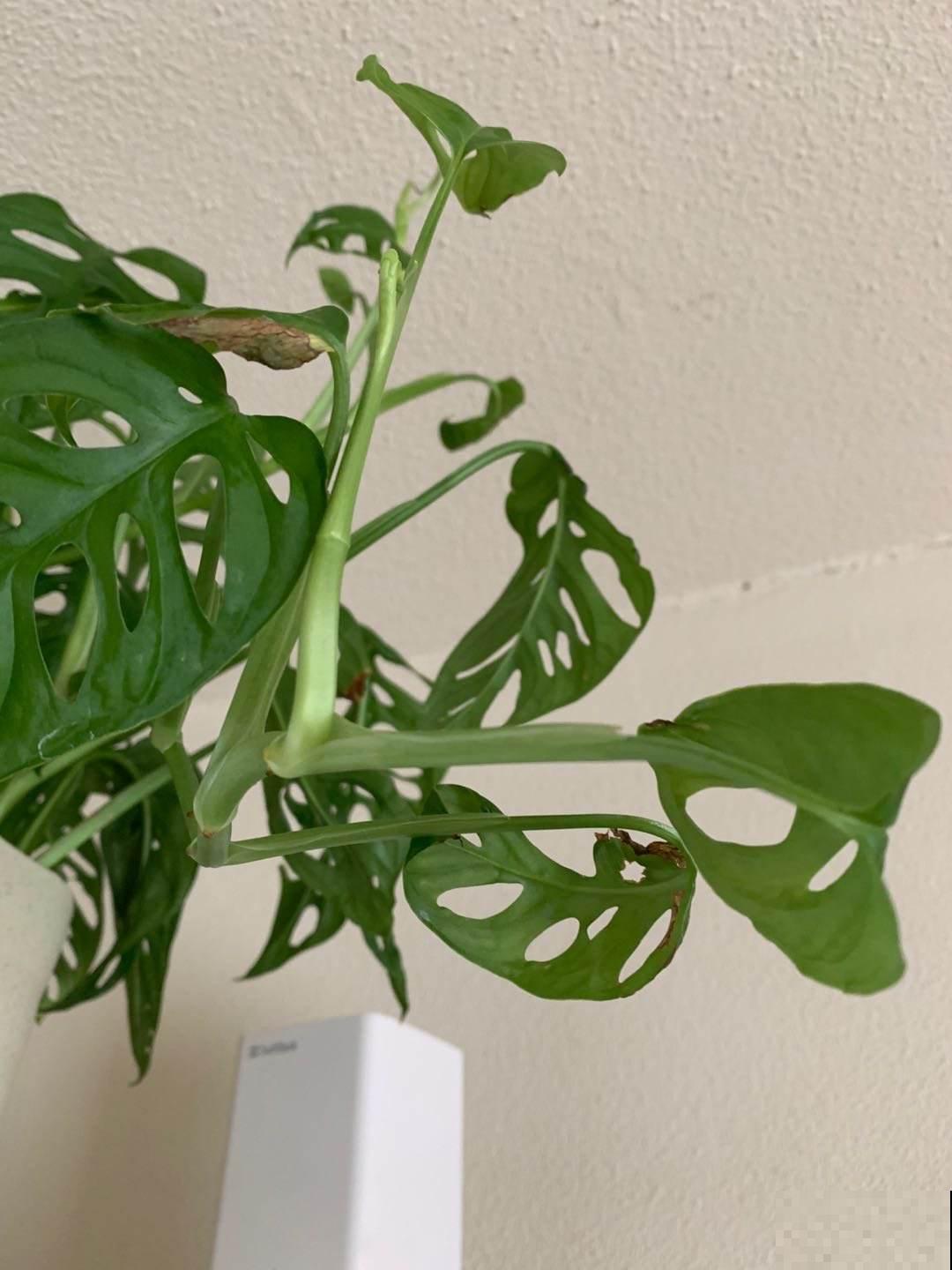 办公桌上养盆花,皮实好养又招财,天天看着心情好 办公桌上养盆花,皮实好养又招财,天天看着心情好