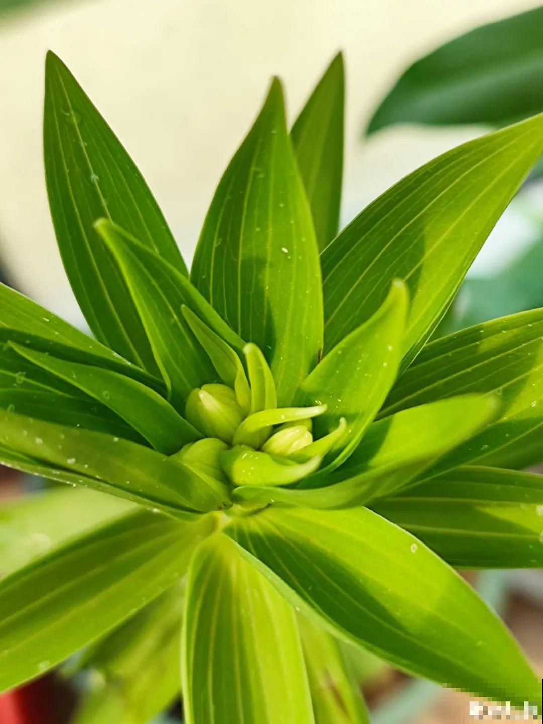 5种花不能淋雨，容易生病斑，搬屋里最保险