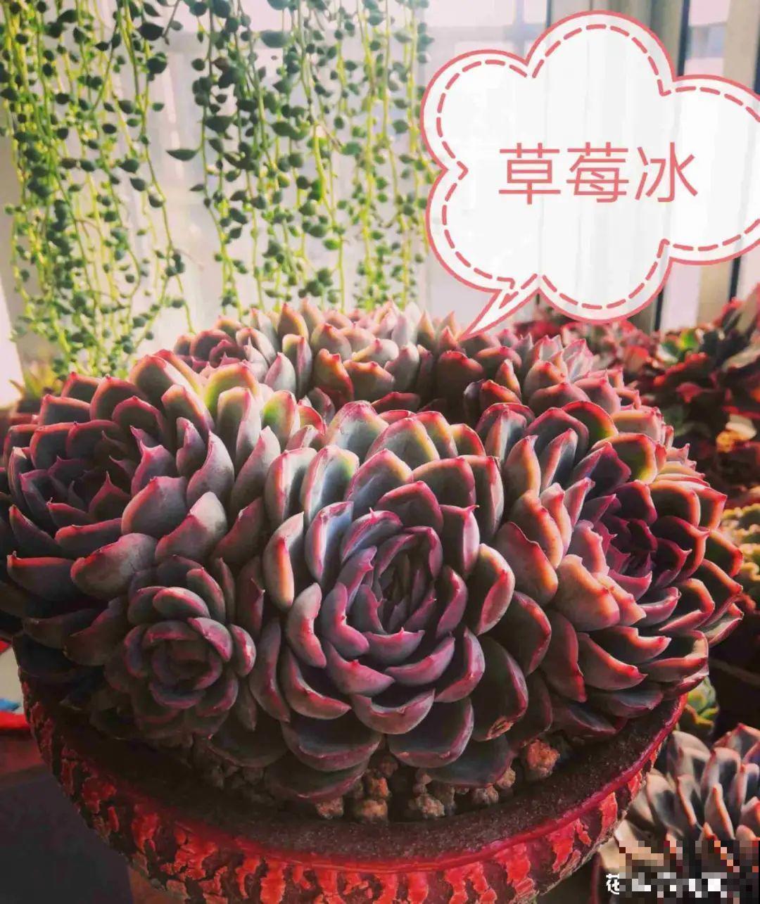 春天的多肉，长成一把大大扇子，看着就是爽