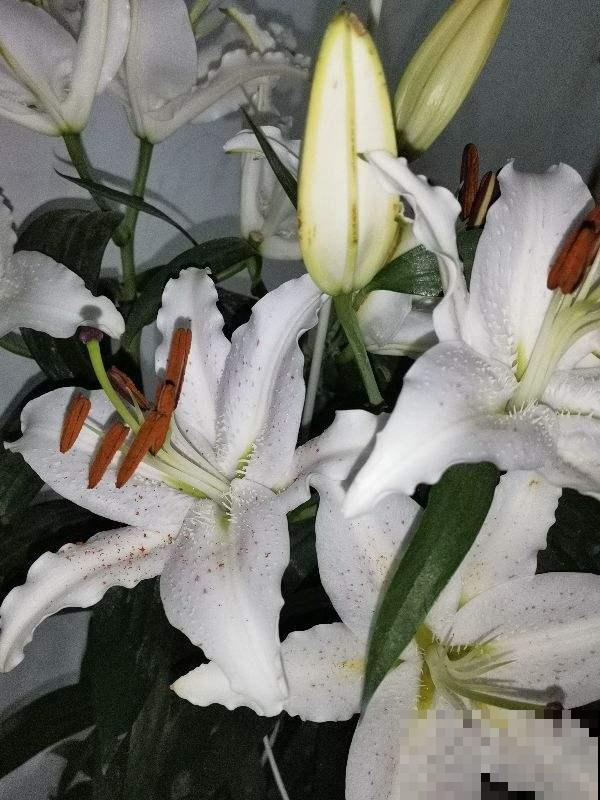 3种夏天“移动香水”，开花旺盛，满屋子都是香味