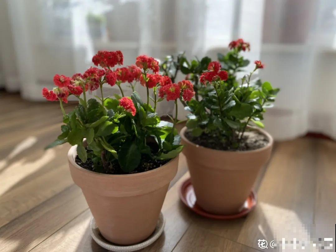 适合大门口养的花，开花时间要长，开花也要大气