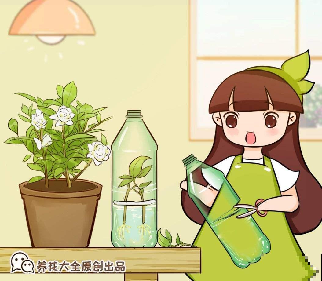 教你两招扦插方法，新手就能用，迅速长出大白根！