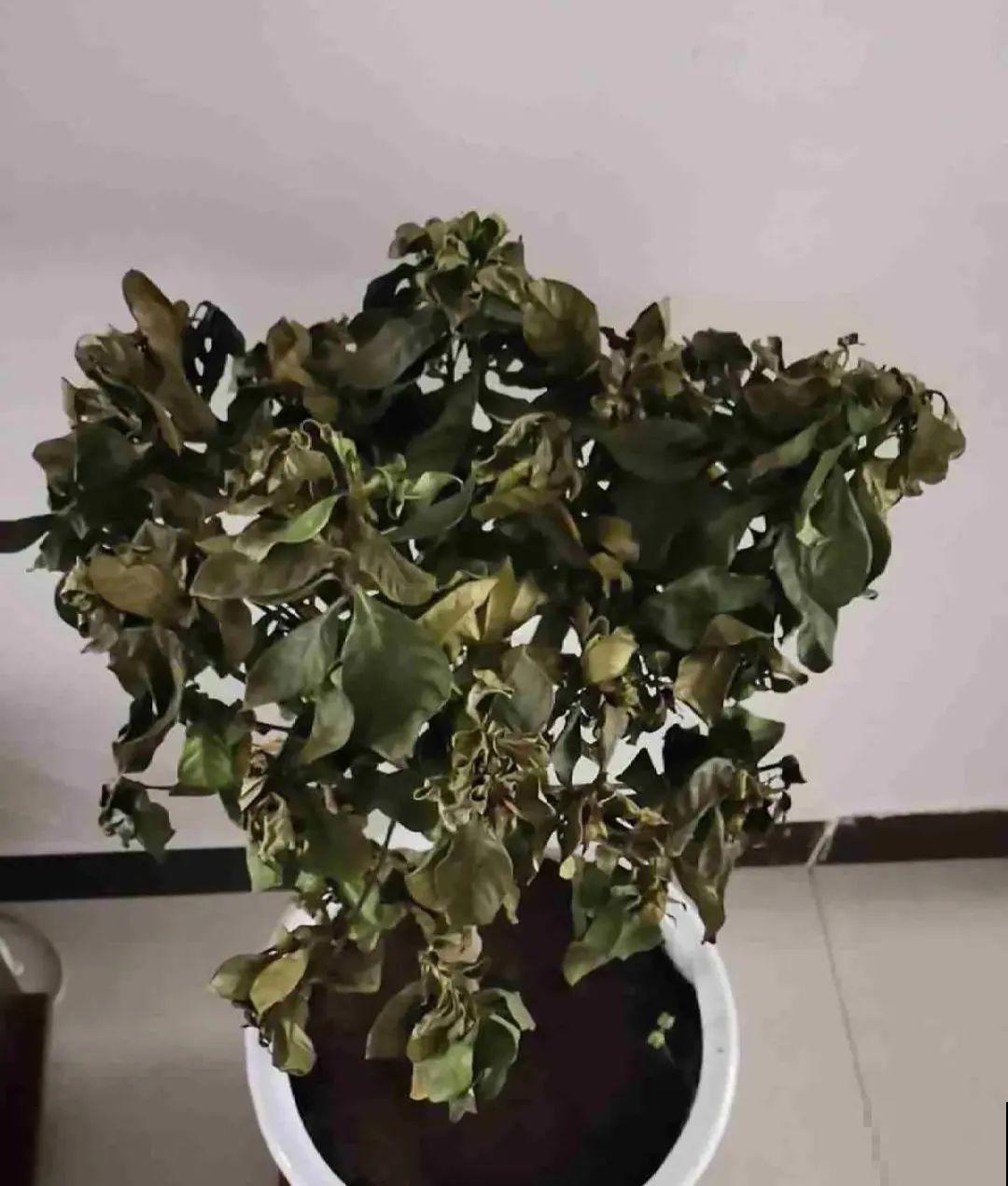 公认的难养花，买一盆死一盆，原来是被动了手脚…