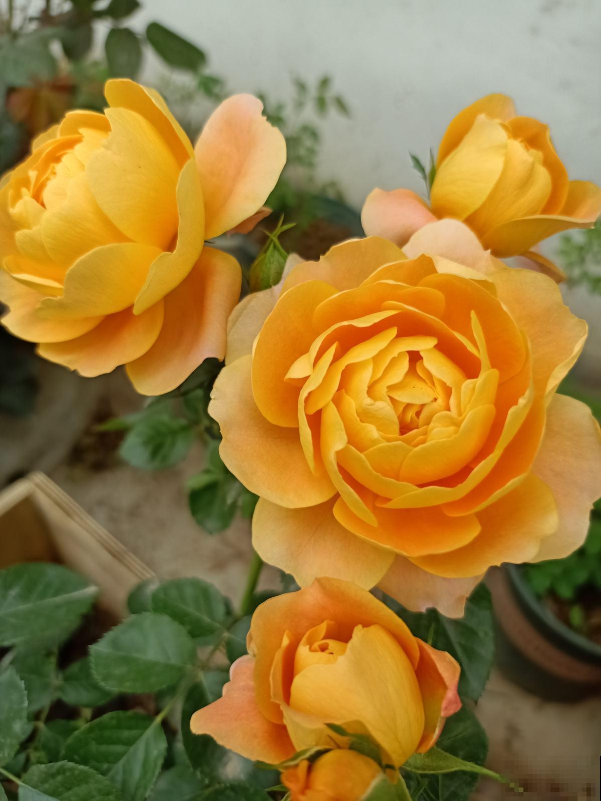 大火的果汁阳台，单朵花期15天，花量大还抗病