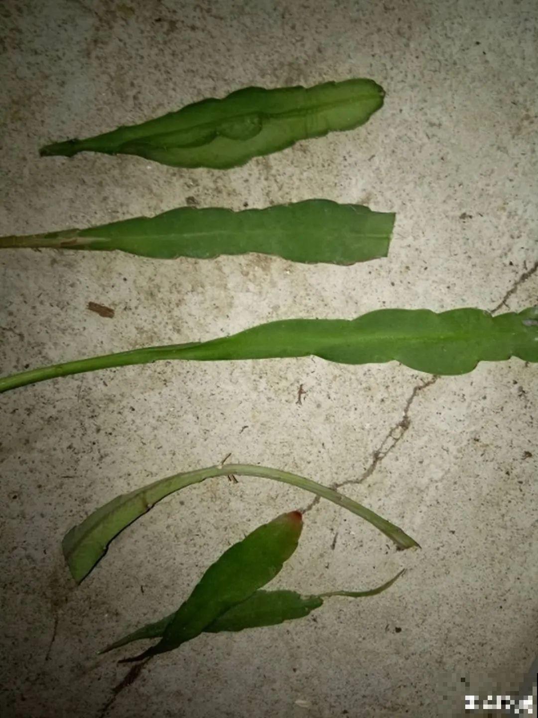 12种花真是太能生，叶子沾土就生根，实在太好活