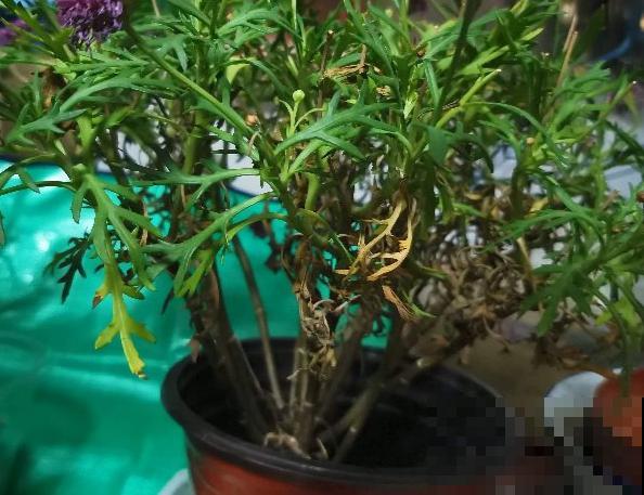 超级“喜水”的花，3天不浇水，就离死不远了