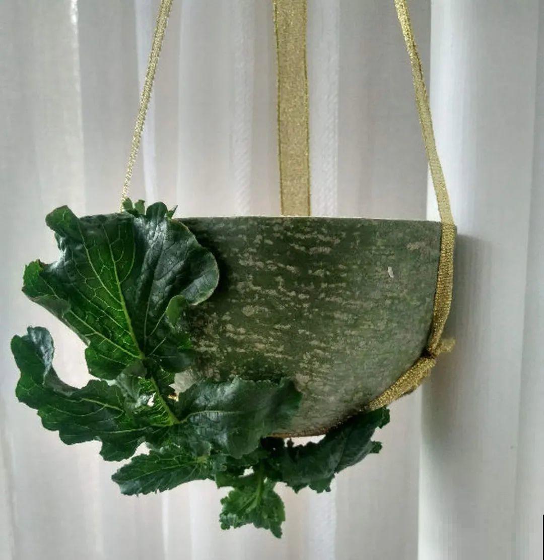 绿萝可以扔了,养盆“格调”花,颜值高还有气质 绿萝可以扔了,养盆“格调”花,颜值高还有气质