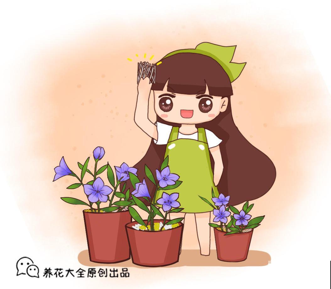 这5种小巧绿植，适合放桌头，迷你又养眼！