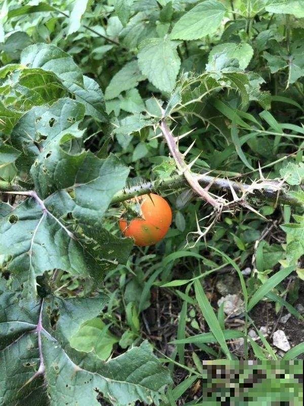 入侵植物太可怕，周围的草全被缠死，谨慎养护