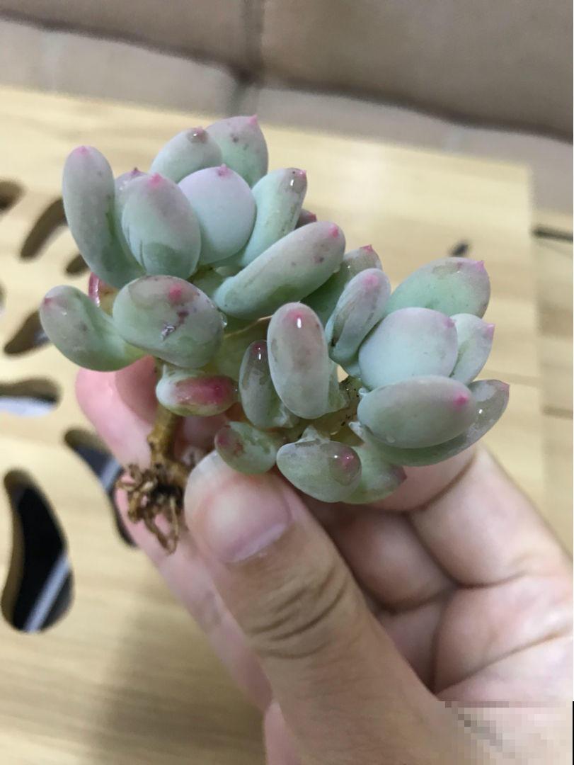 多肉长不动？一刀砍去头，轻松长爆盆！