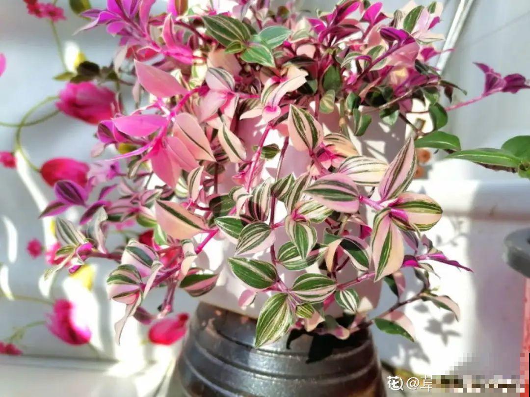 28种耐阴花，没光也能开爆盆，养在家里超有范儿