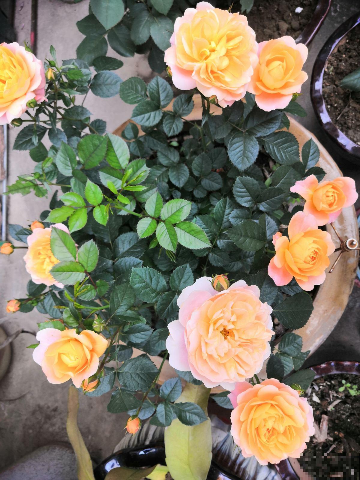 一把木枝条插土里,半个月就生根,长得特健壮 一把木枝条插土里,半个月就生根,长得特健壮