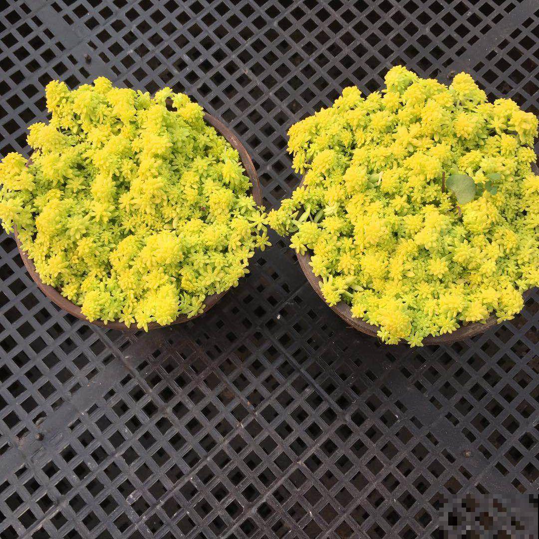 家里养盆招财多肉，颜色鲜艳喜庆，越养越喜欢