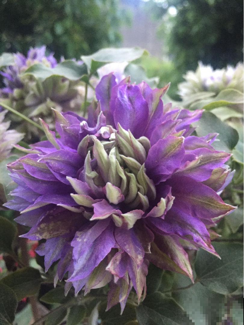 性格中有这4种特性,难养好花,要赶紧改正 性格中有这4种特性,难养好花,要赶紧改正