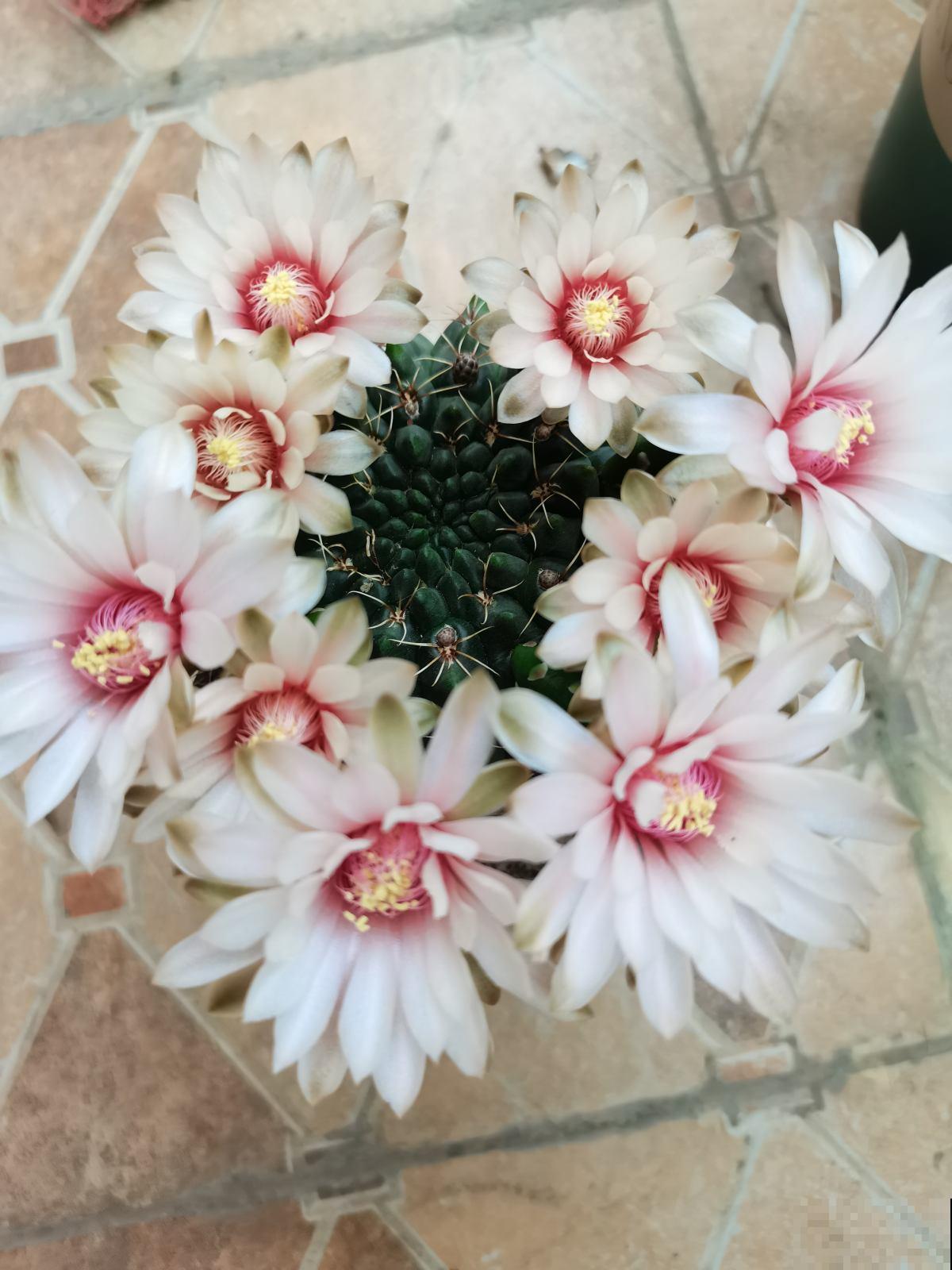 不能给花施肥的5种情况，一定要谨记，不然最后剩空盆