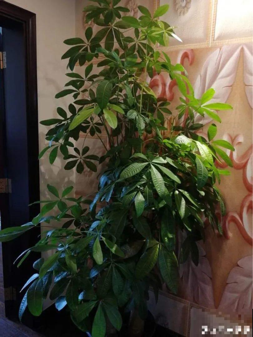 最怕晒的10种花,赶快搬进屋,否则会死掉 最怕晒的10种花,赶快搬进屋,否则会死掉