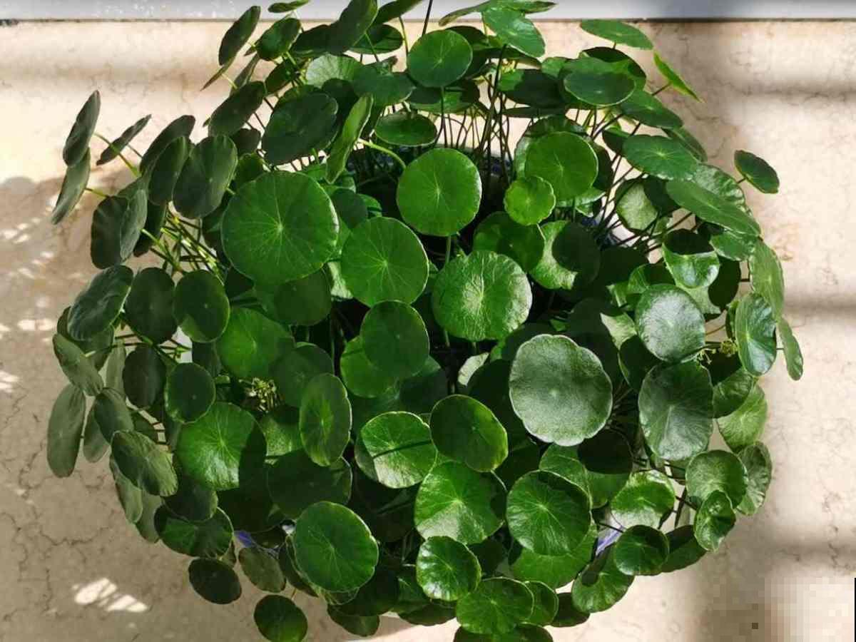 适合养在家里的水生植物，夏天呼呼开花，气质优雅独特