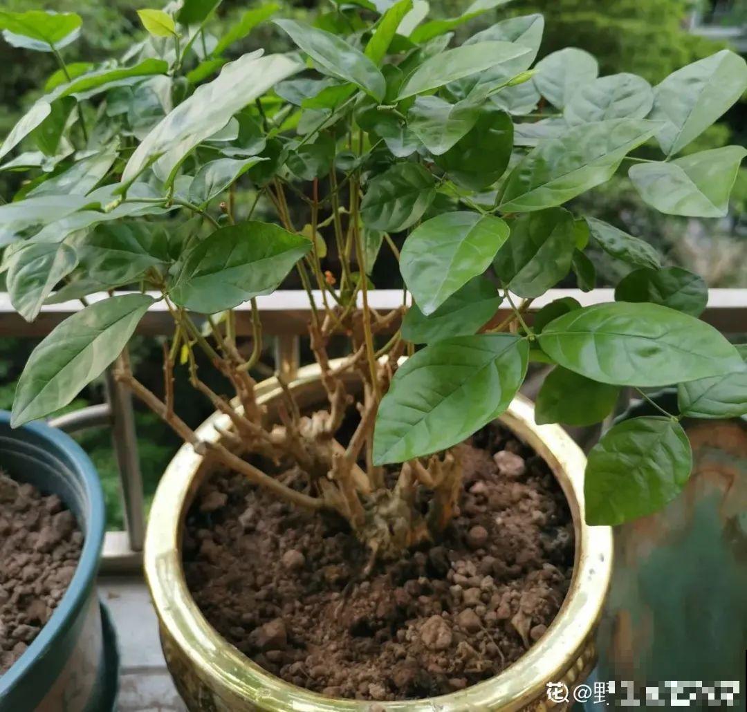 家里养了月季,花后使劲剪,越剪越开花,真省心 家里养了月季,花后使劲剪,越剪越开花,真省心