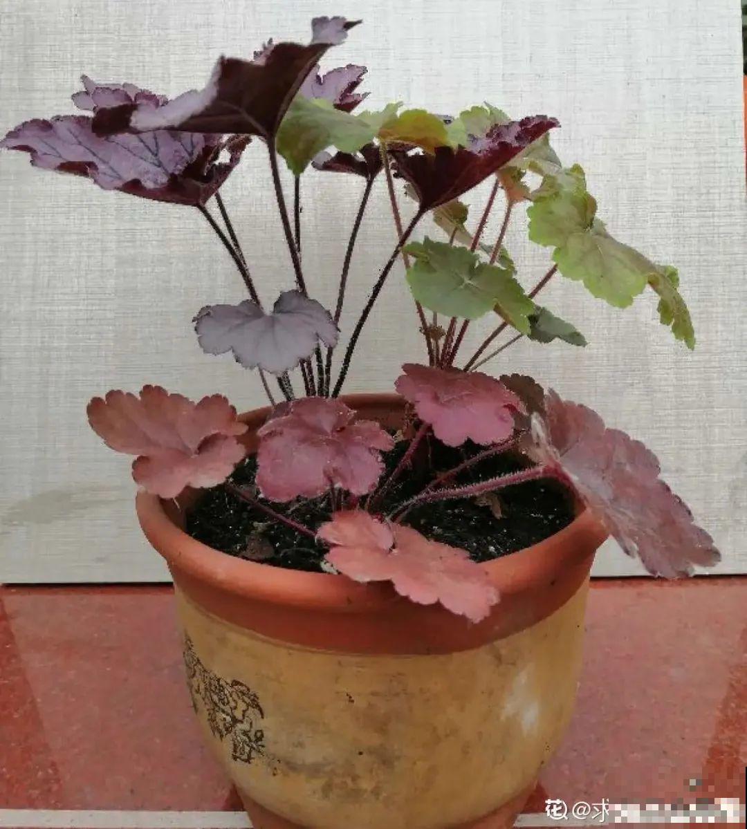 12种花真是太能生，叶子沾土就生根，实在太好活