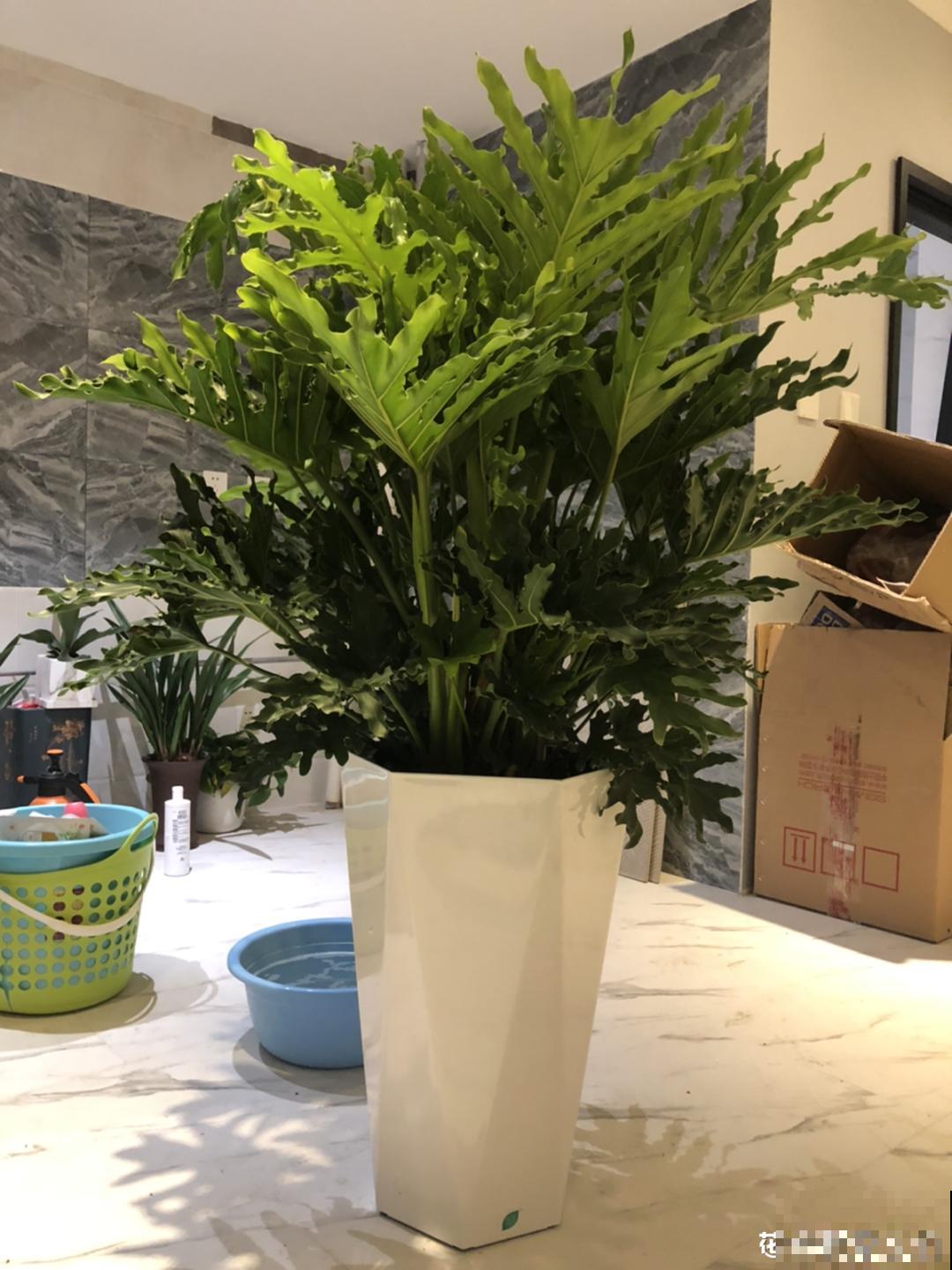 家里的绿植特高大，像是进了热带雨林，热气都跑光了