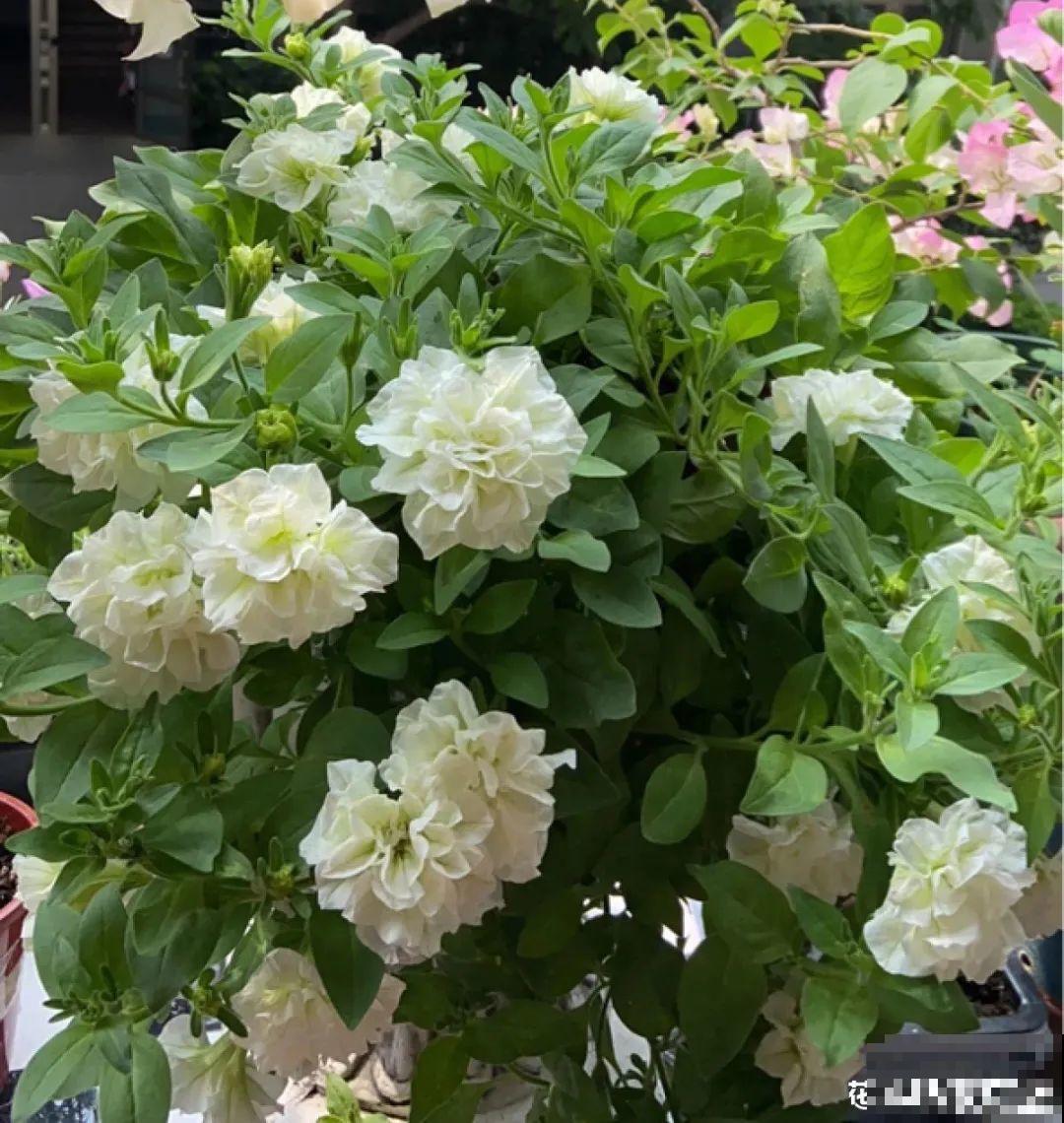 春天养盆绿色花,看着清爽干净,今年一定要养一盆 春天养盆绿色花,看着清爽干净,今年一定要养一盆