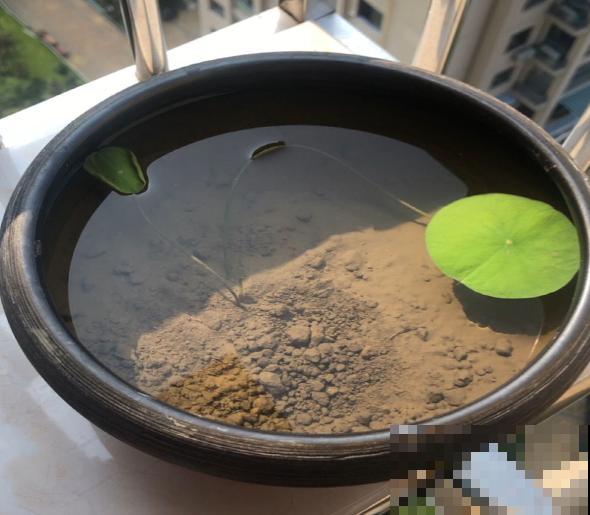 纯水养花长不大，加点泥巴土，长满新叶子