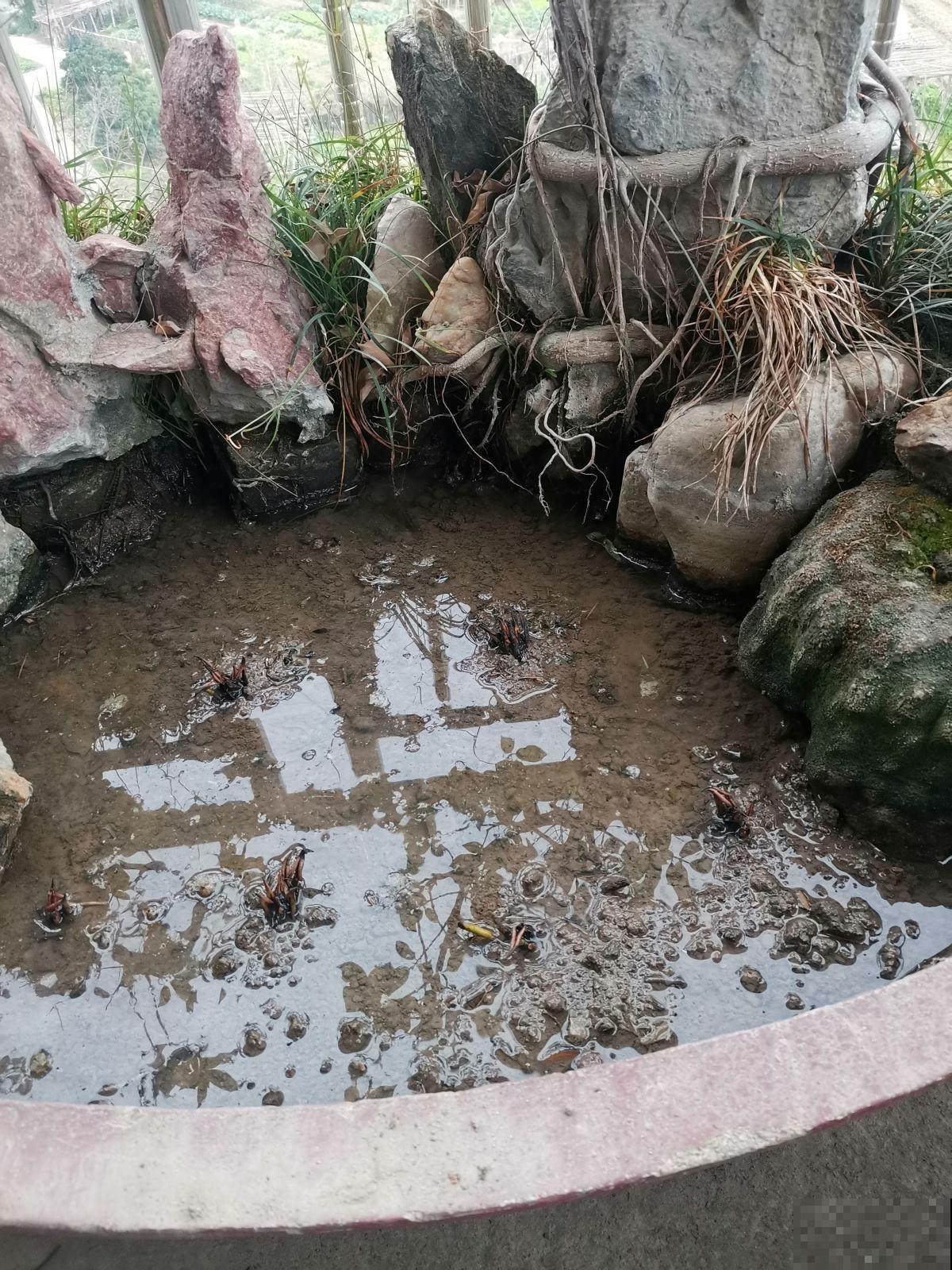 荷花在家这么种，成活率高，清水就能“出芙蓉”！