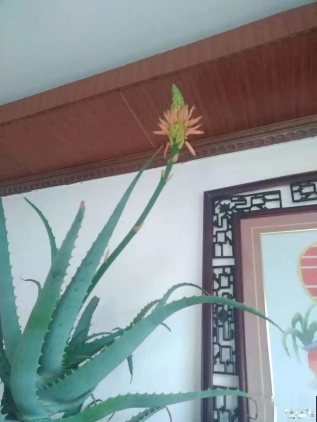 家里养盆镇宅花，越长越霸气，安全感十足