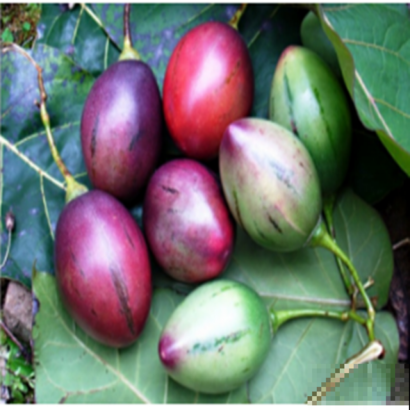 适合养在家里的果树，种上一棵，咕噜咕噜结果子