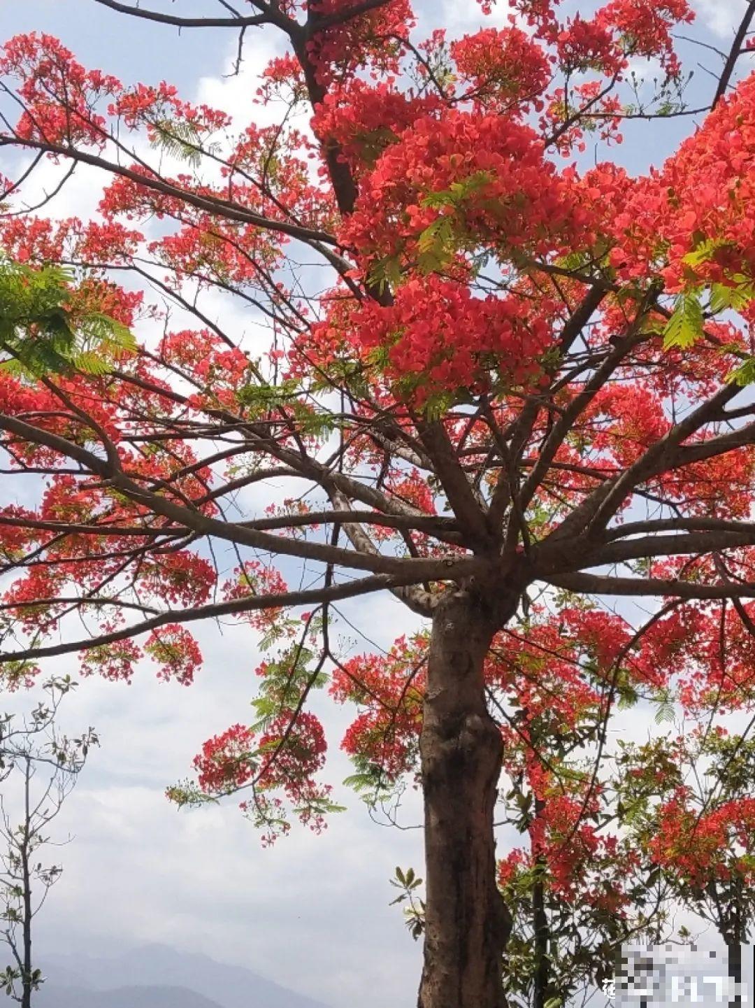 3种花气质独特,种院子里特高级,一开花气质十足 3种花气质独特,种院子里特高级,一开花气质十足